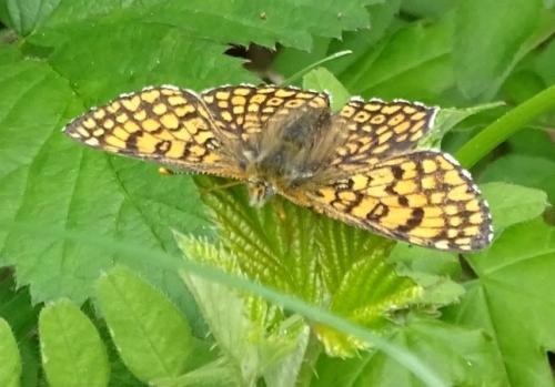 Réf. 204 263 : Melitaea cinxia